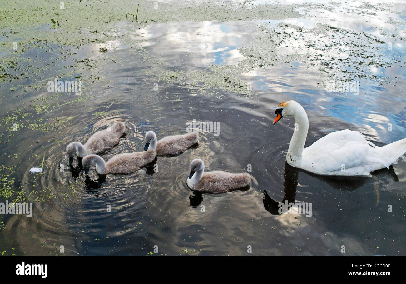 A family of swans searching for food on the reflective water of a lake on a summer's evening in a rural setting in Ireland. Stock Photo