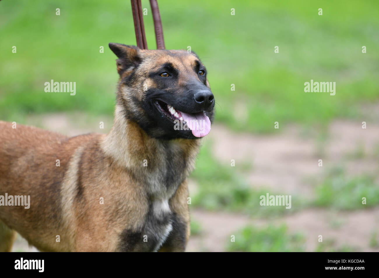 Belgian Shepherd Malinois on a walk in the summer Stock Photo Alamy