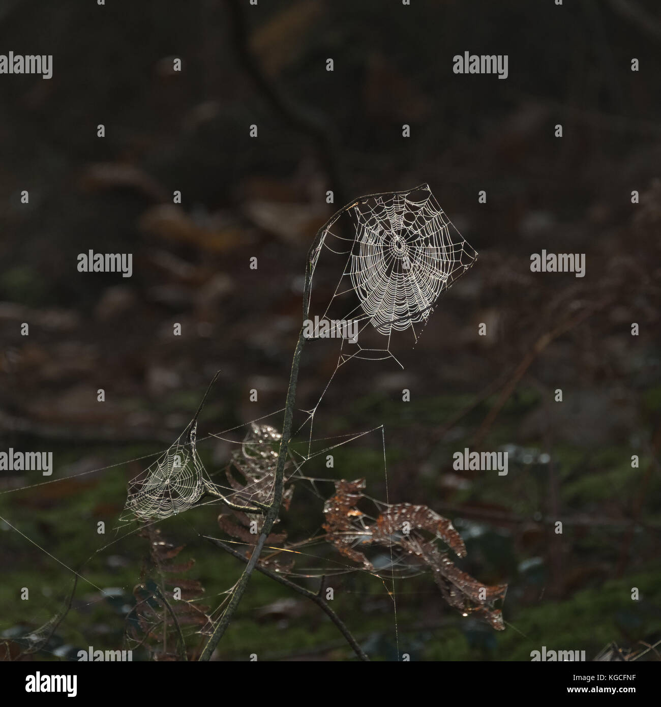 cobweb on a twig Stock Photo