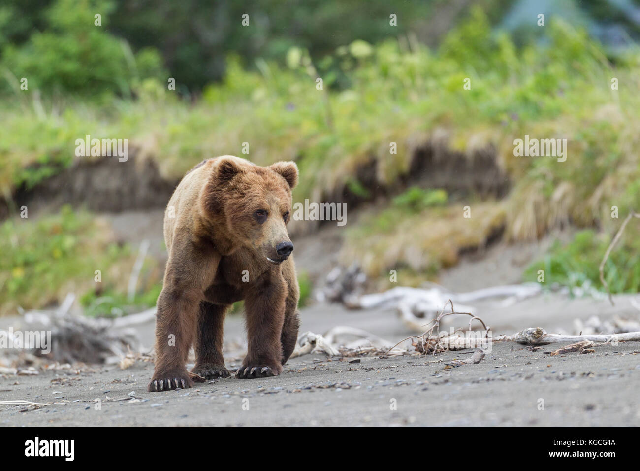 Male Alaskan brown bear Stock Photo