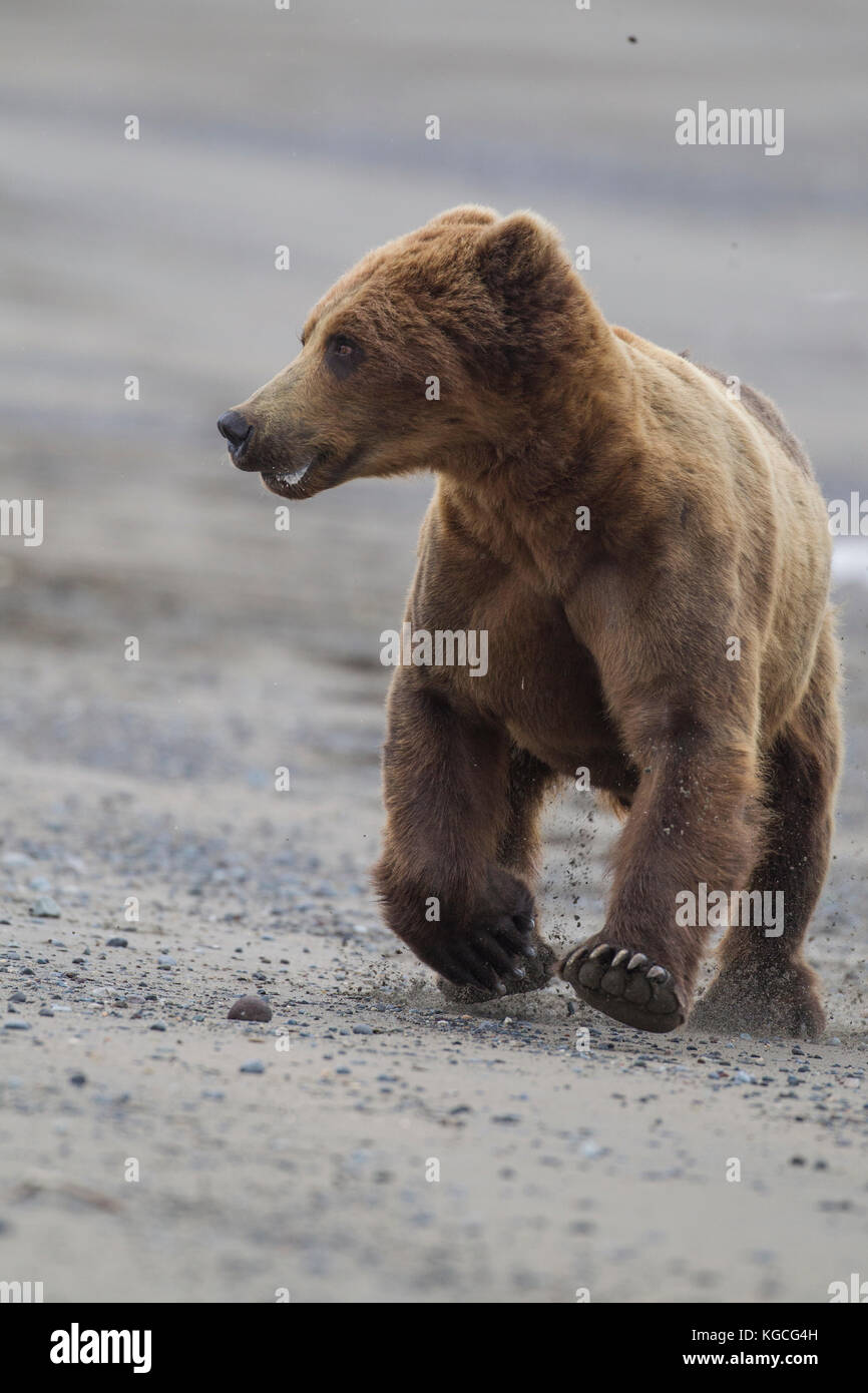 Male Alaskan Brown Bear Stock Photo Alamy Male alaskan brown bear stock photo alamy