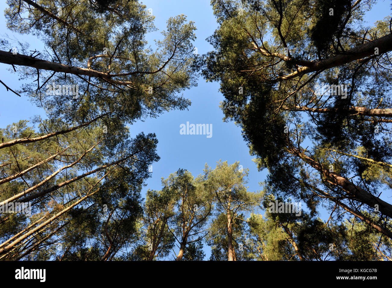 Pine trees and clear blue sky looking up in woodland countryside Stock ...