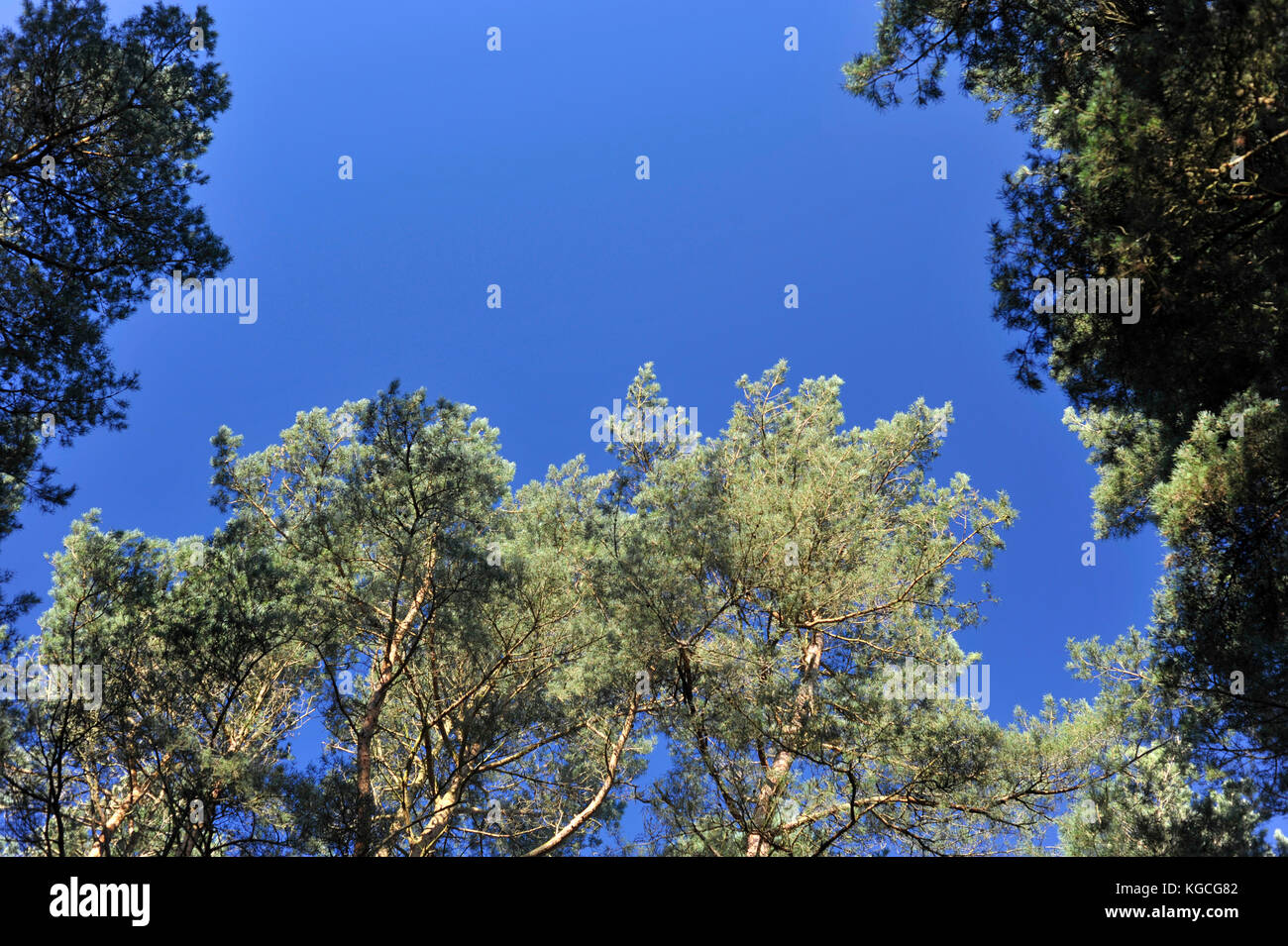 Pine trees and clear blue sky looking up in woodland countryside Stock ...