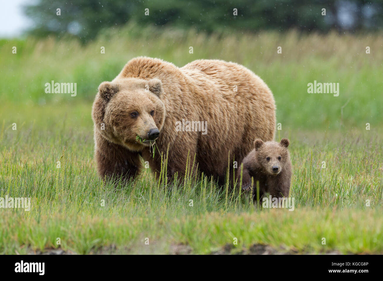 Alaskan brown bear sow with cub Stock Photo - Alamy
