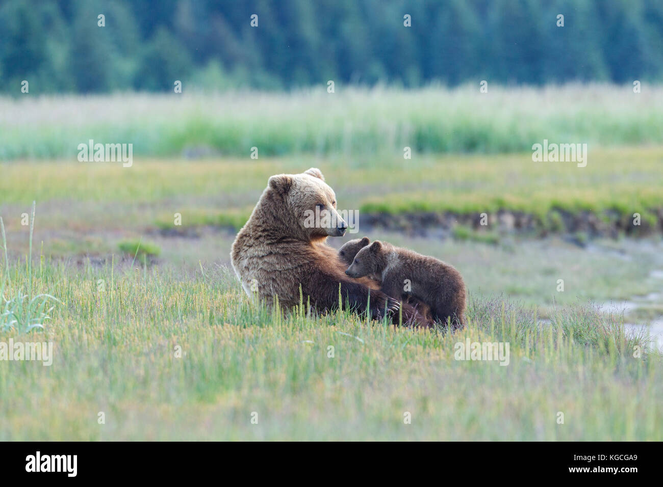 Alaskan brown bear sow nursing cub Stock Photo - Alamy