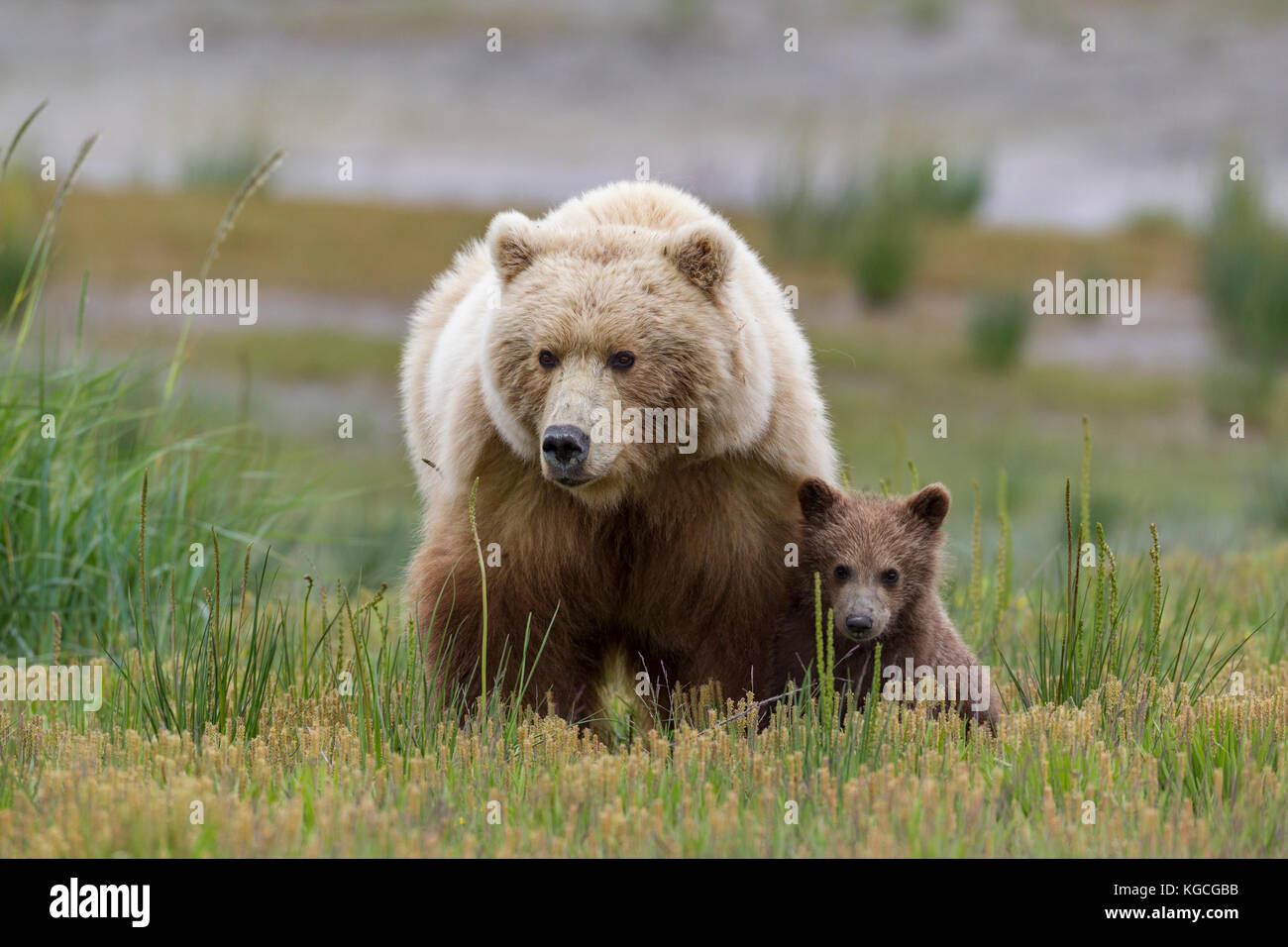 Alaskan brown bear sow with cub Stock Photo - Alamy