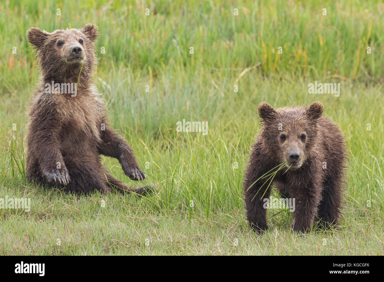 Alaskan brown bear cubs Stock Photo
