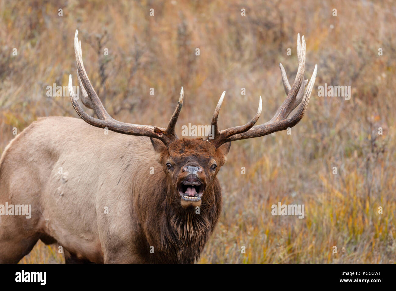 Bull elk during autumn rut Stock Photo - Alamy