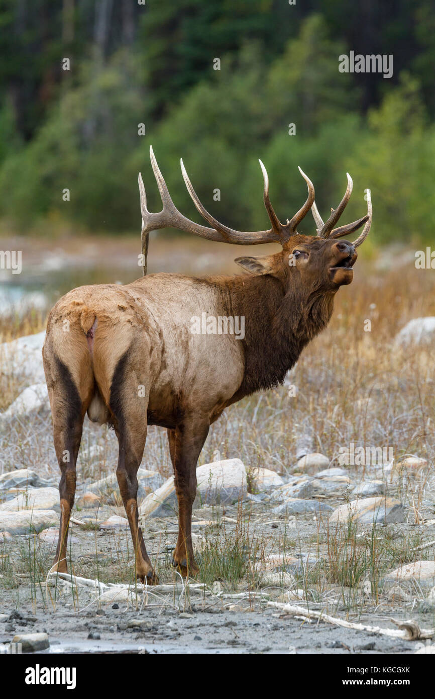 Bull elk during autumn rut Stock Photo - Alamy