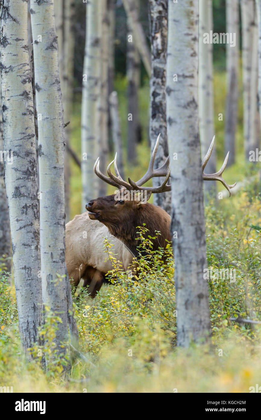 Bull elk in aspen trees during autumn rut Stock Photo