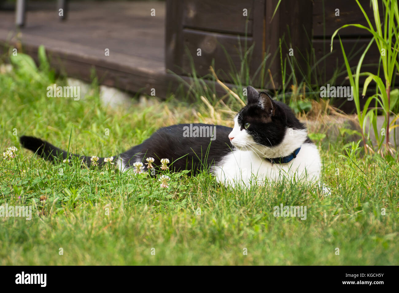 Beautiful black and white cat resting in a garden Stock Photo - Alamy