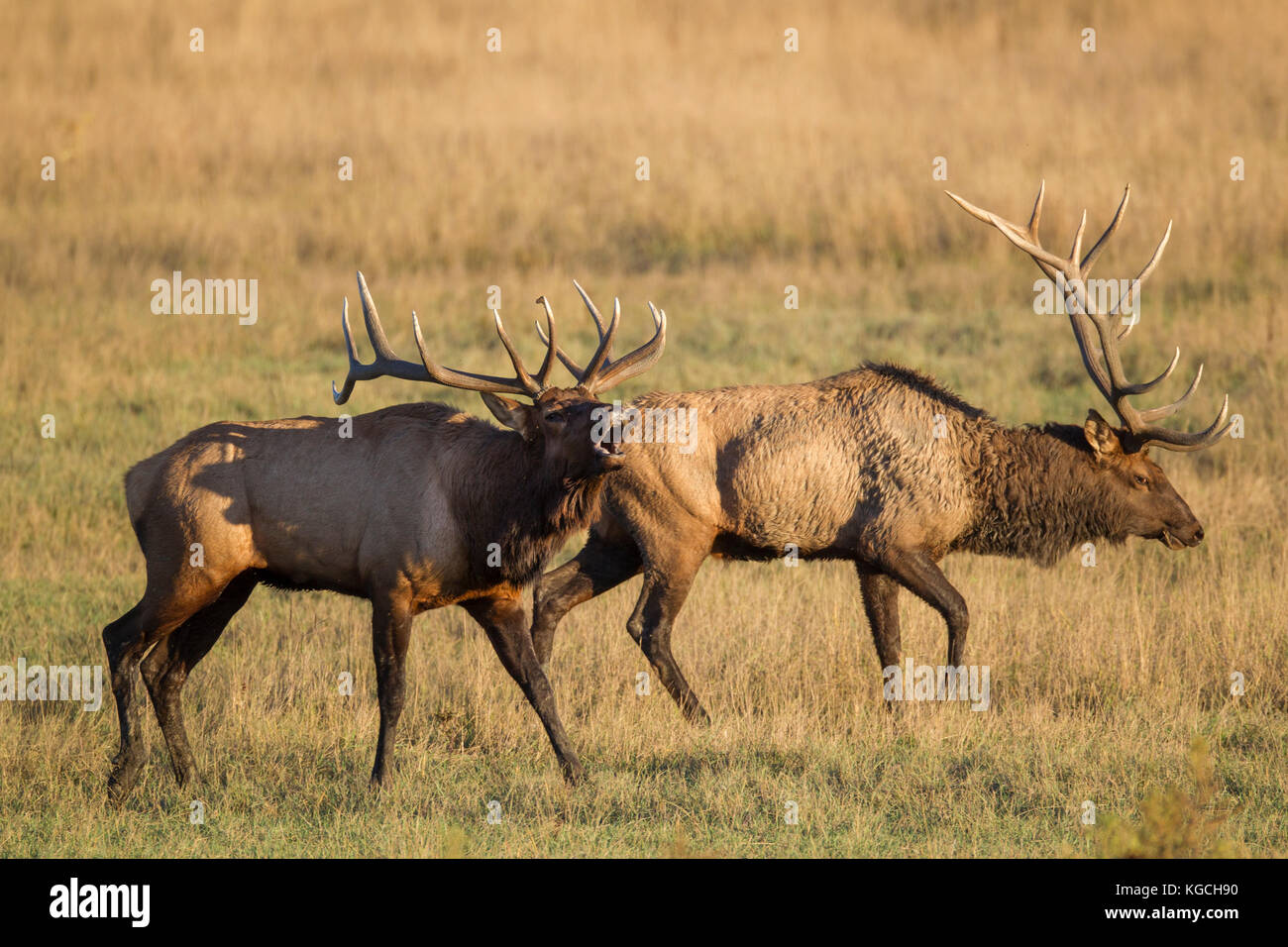 Bull elk during autumn rut Stock Photo - Alamy