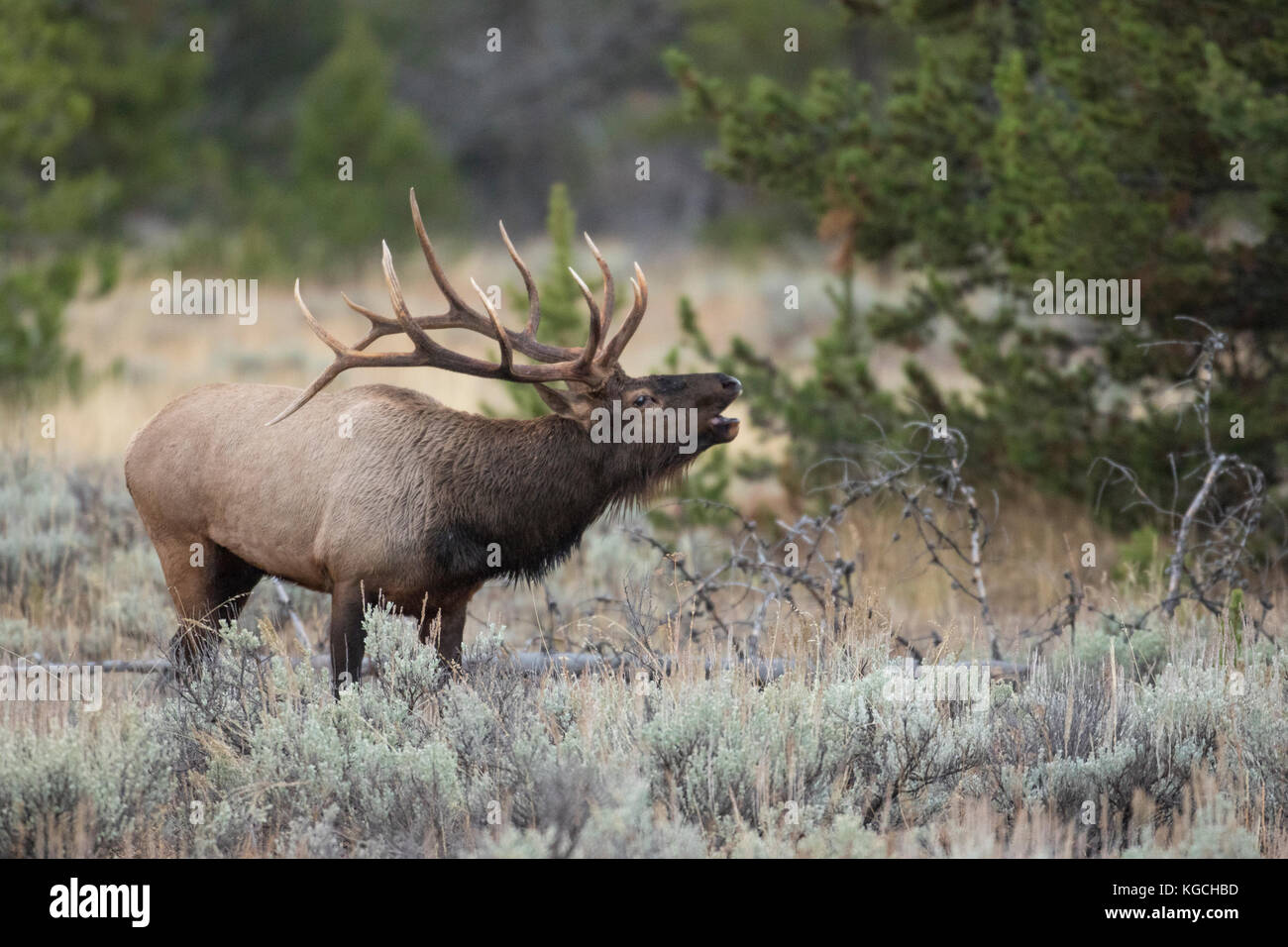 Bull elk during autumn rut Stock Photo - Alamy