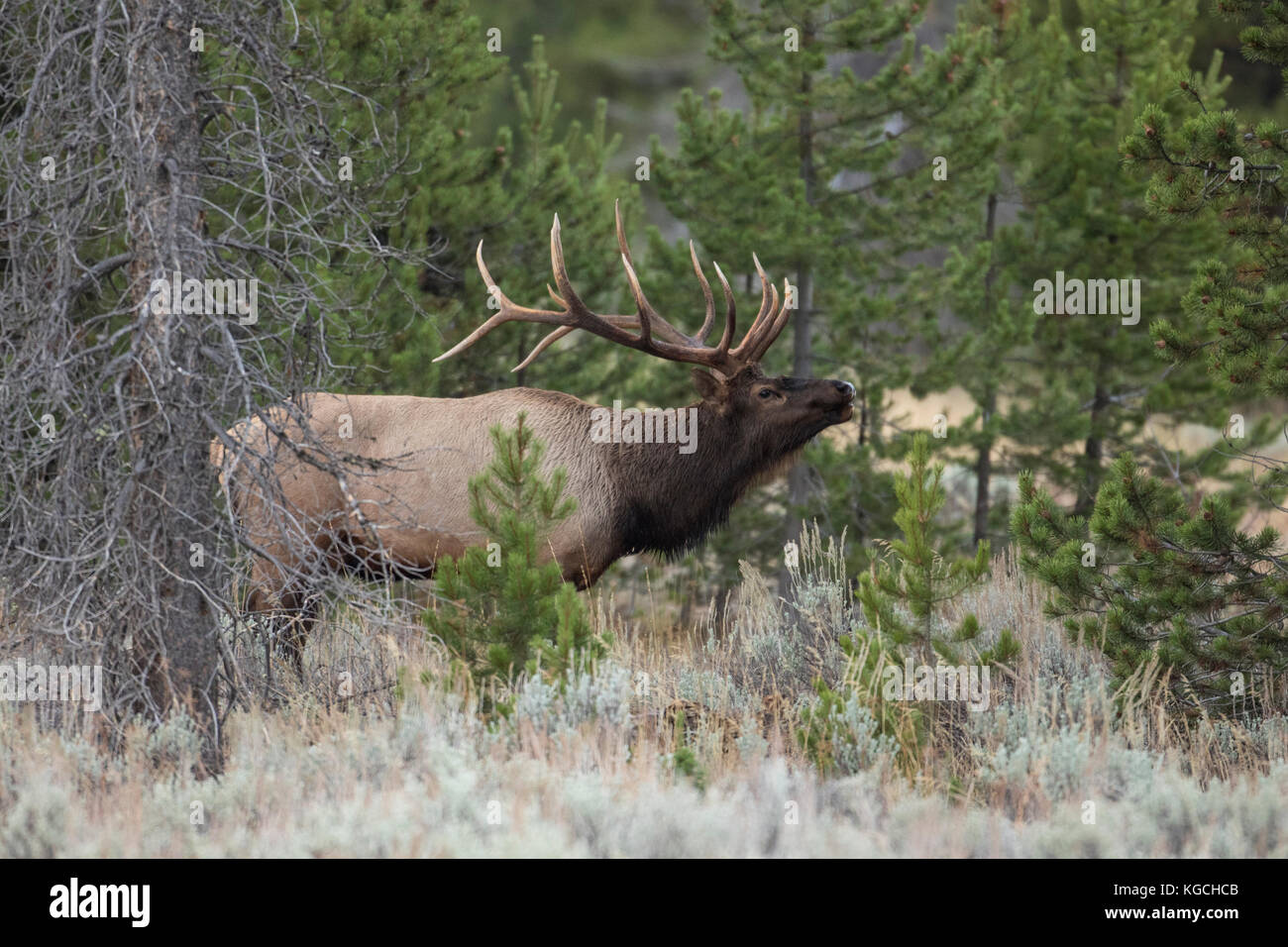 Bull elk during autumn rut Stock Photo