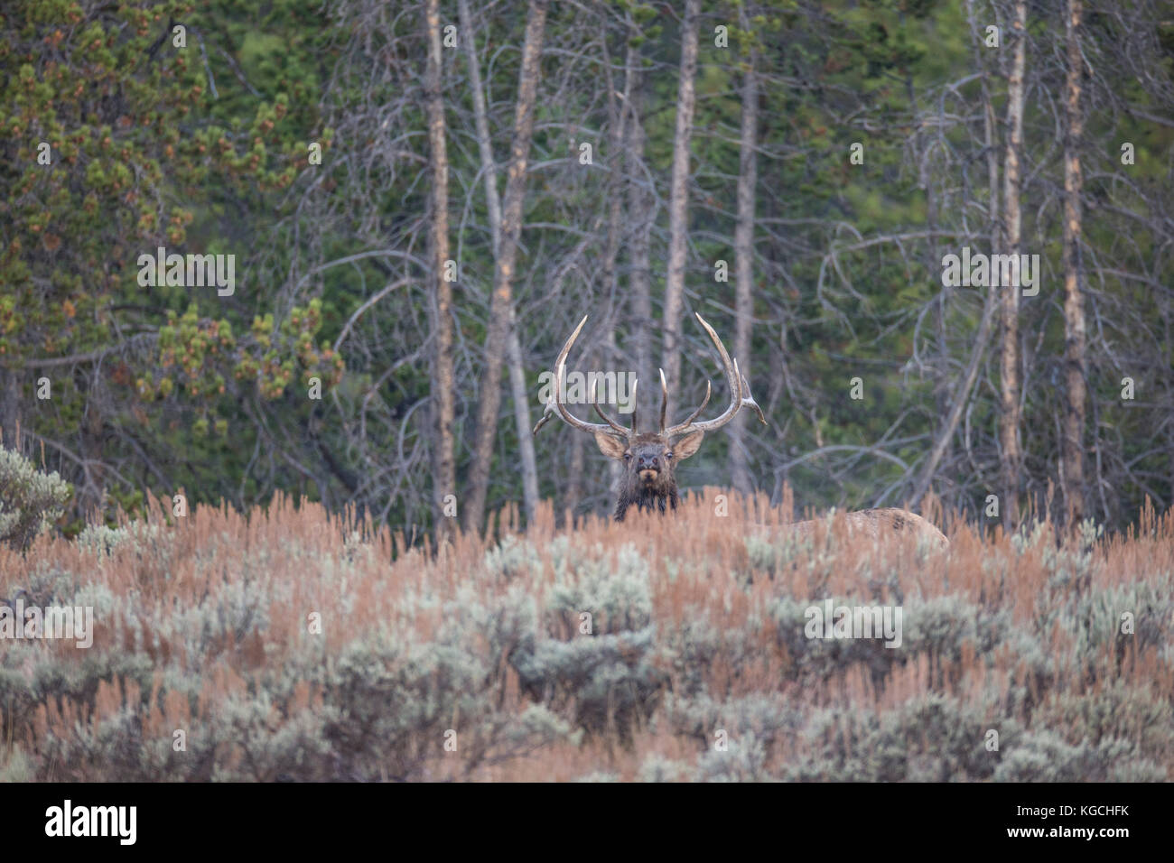 Bull elk during autumn rut Stock Photo