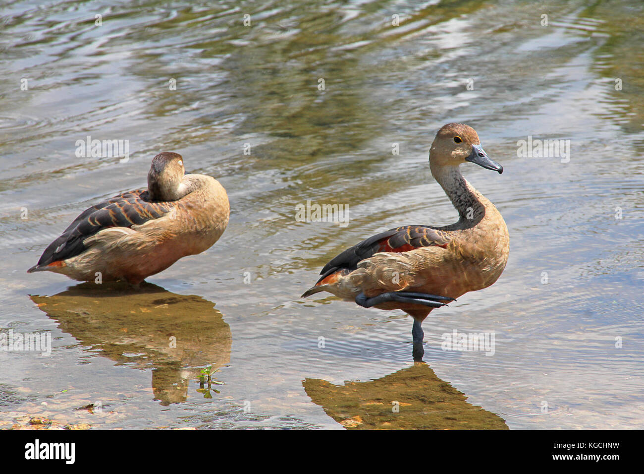 Duck in Pairs 2 Stock Photo - Alamy