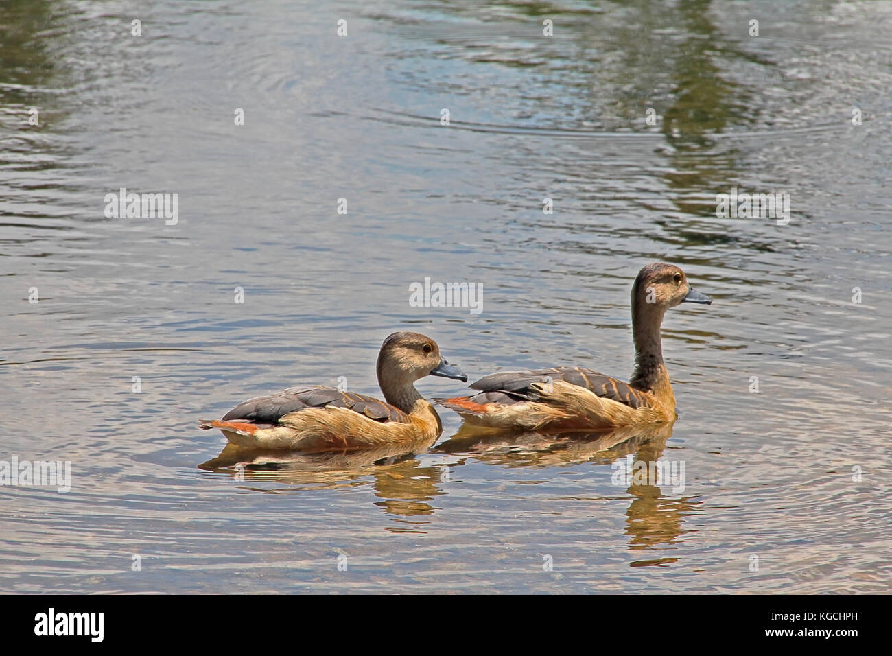 Duck in Pairs 1 Stock Photo Alamy