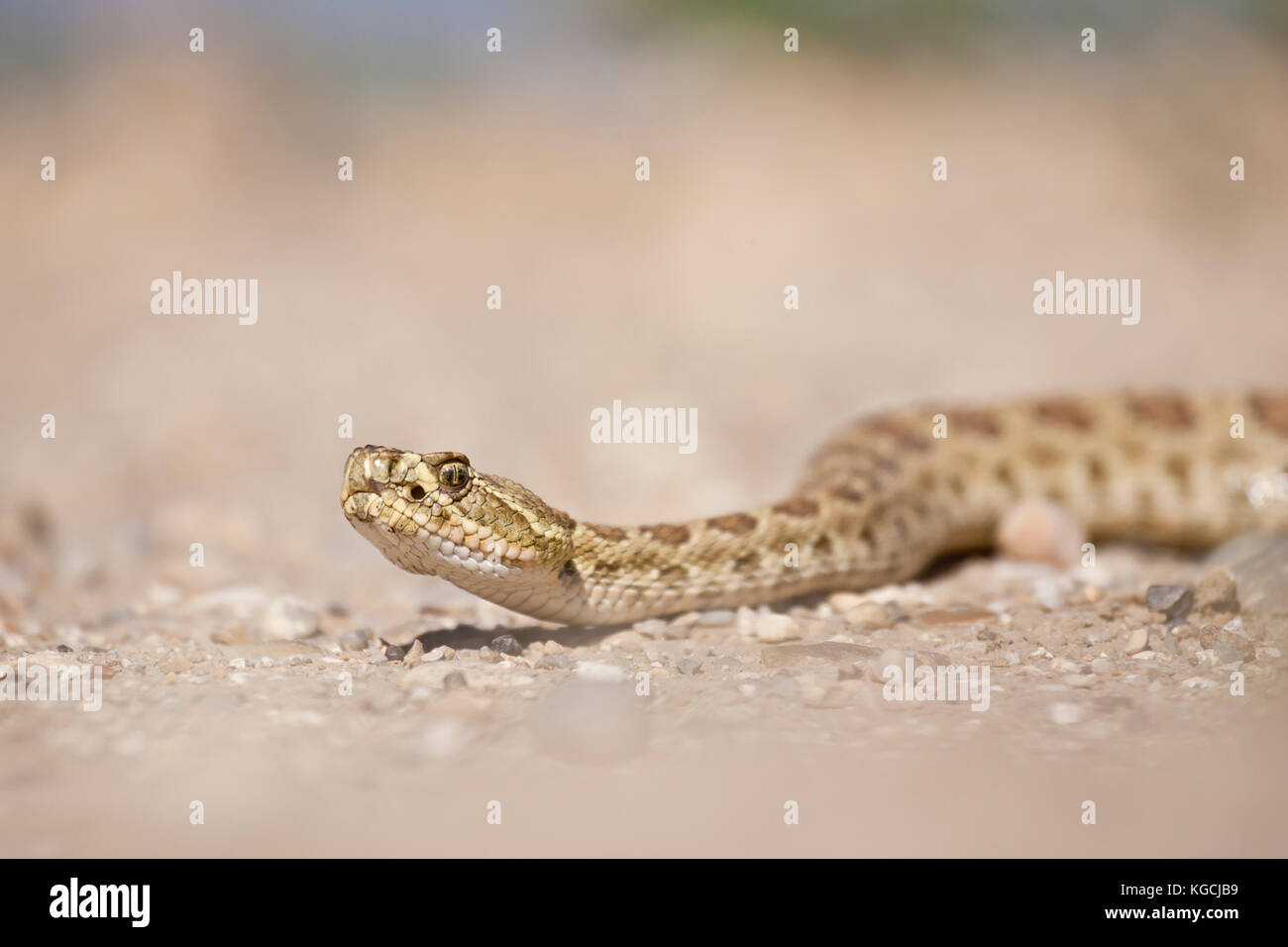 Prairie rattlesnake in Wyoming Stock Photo Alamy