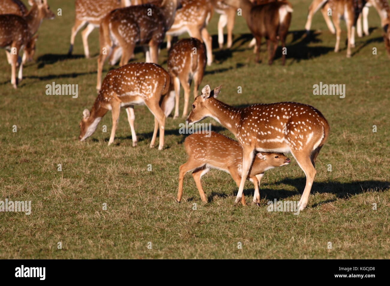 Axis Deer, doe with fawn Stock Photo Alamy