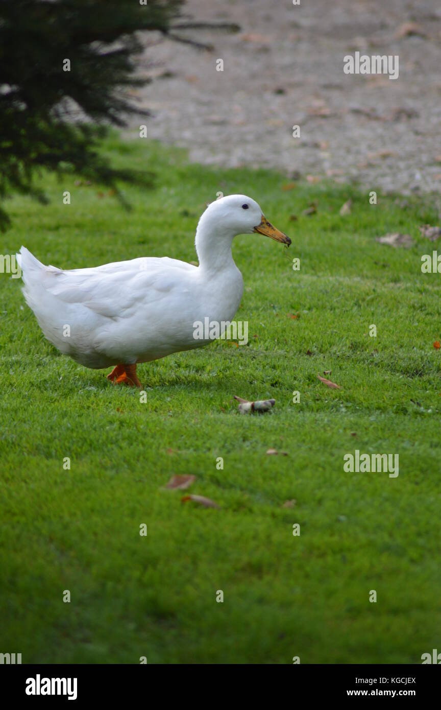 Duck walking hires stock photography and images Alamy