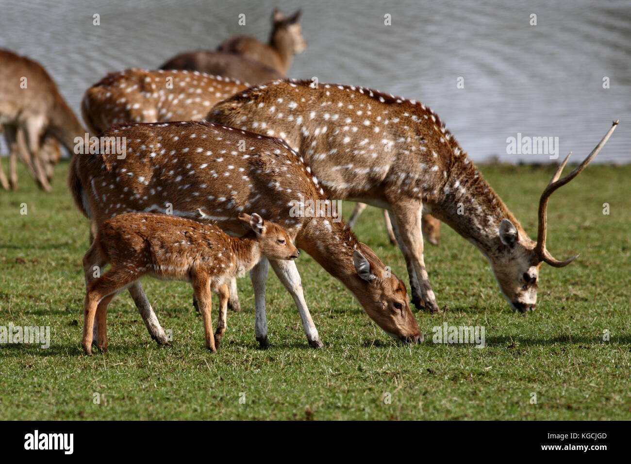 Axis Deer family Stock Photo