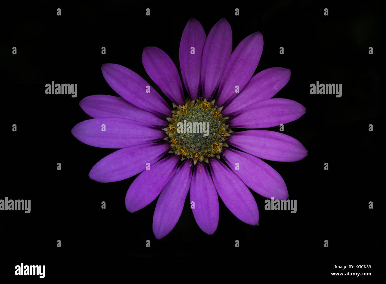 Close up purple flower Stock Photo - Alamy