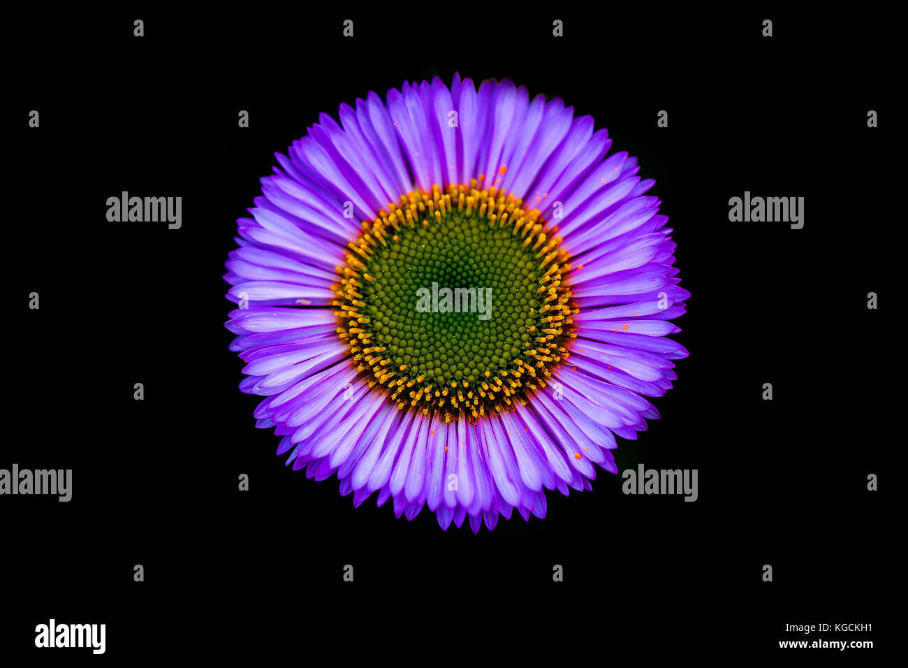 Close up purple flower Stock Photo - Alamy