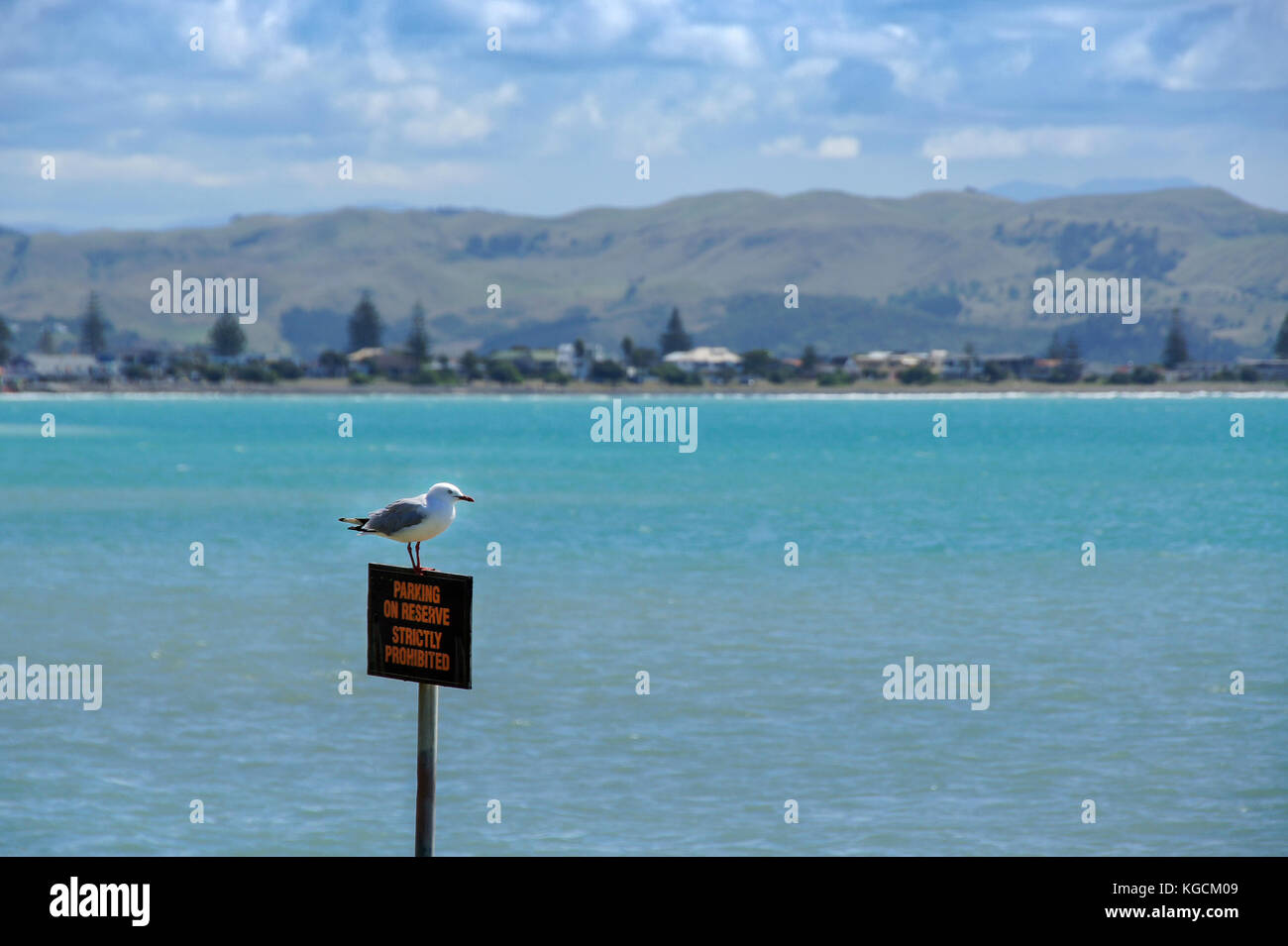 The Seagull on the 'NO PARKING' Sign by the Sea Stock Photo