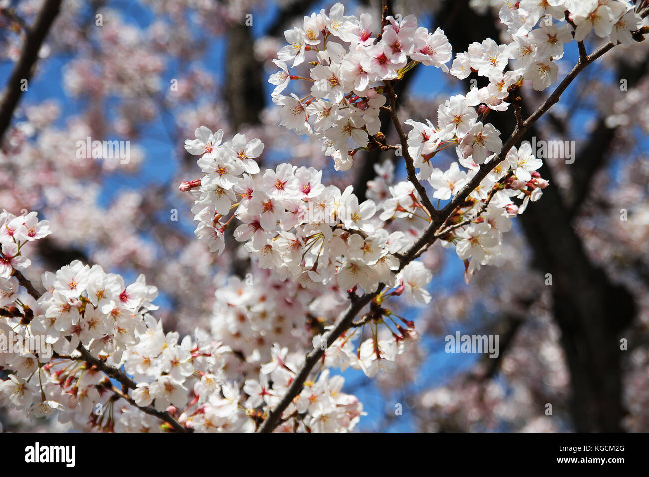 Cherry Blossom 2 Stock Photo - Alamy