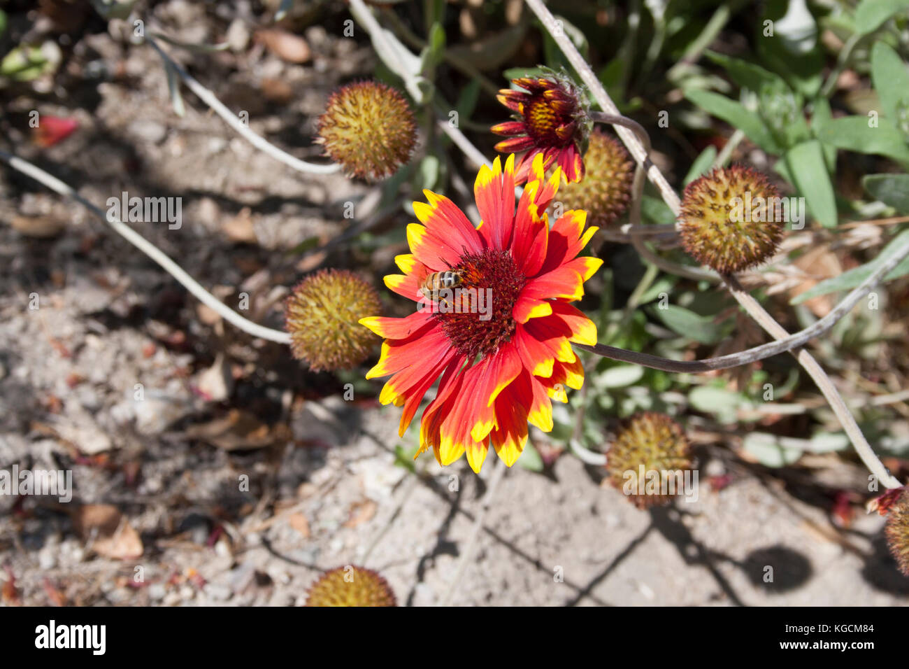 Wildflowers growing on the Central Coast of California Stock Photo Alamy