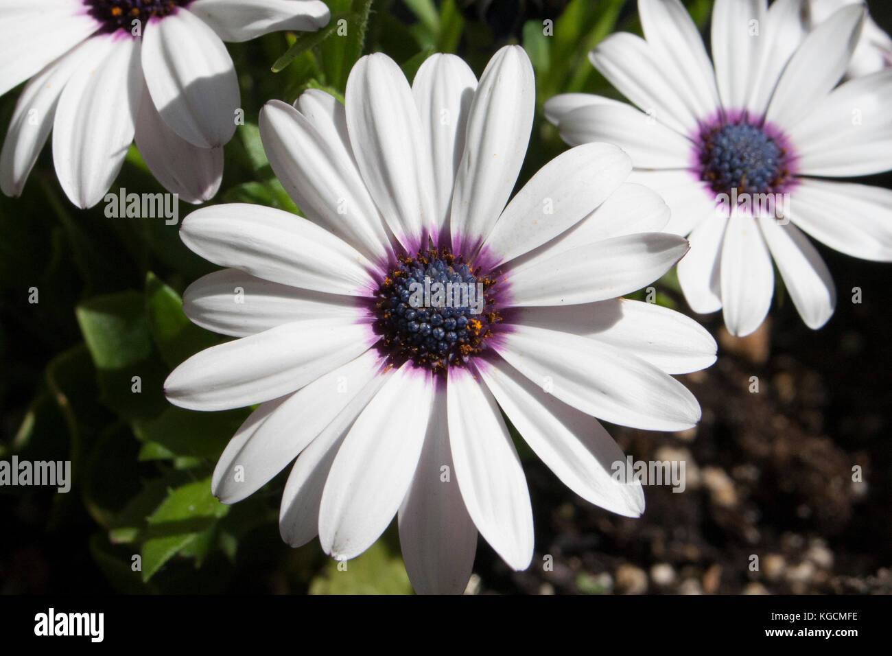 African Daisies Stock Photo Alamy
