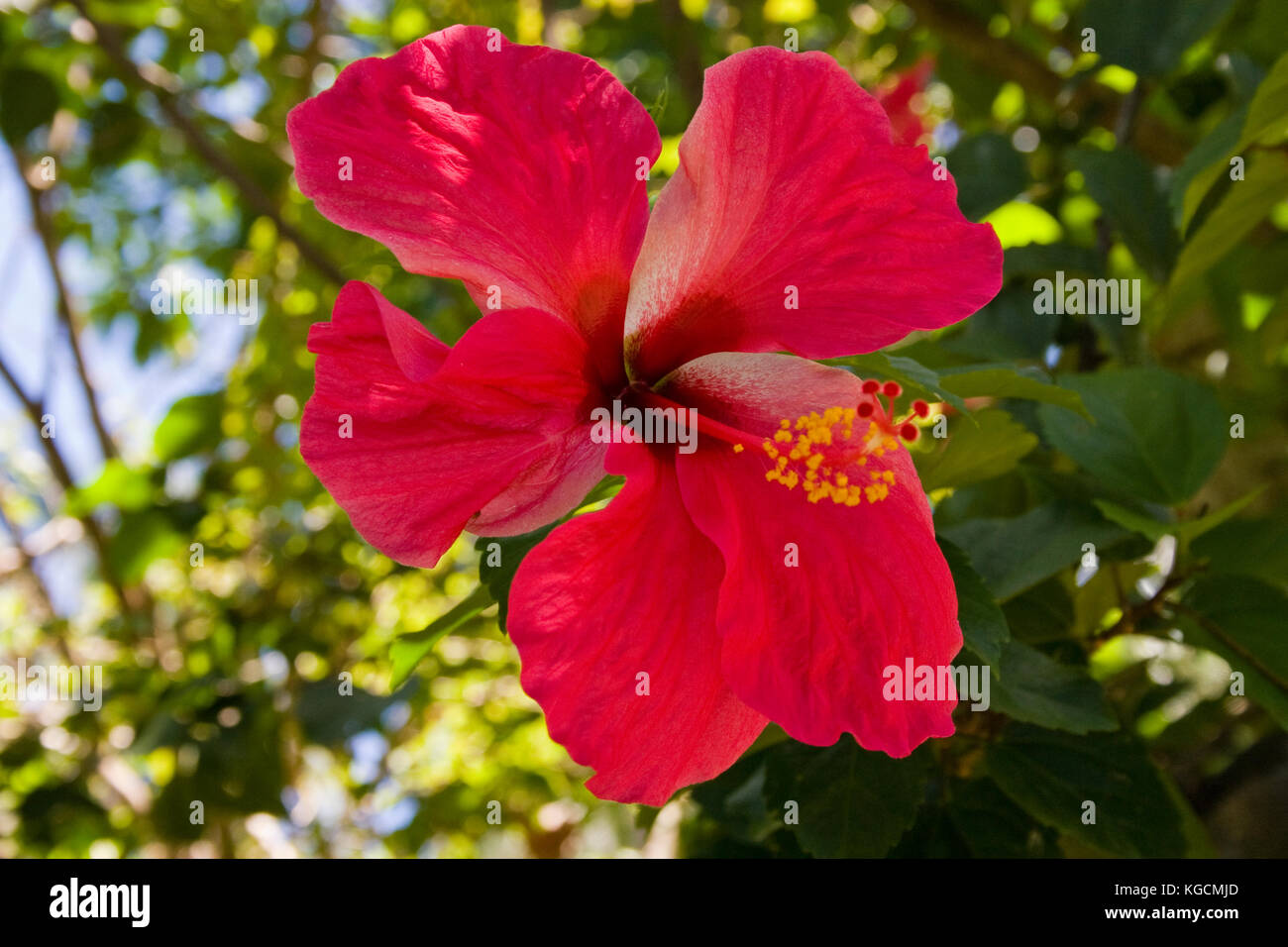 A large red Hibiscus flower growing on an island in the Philippines Stock Photo