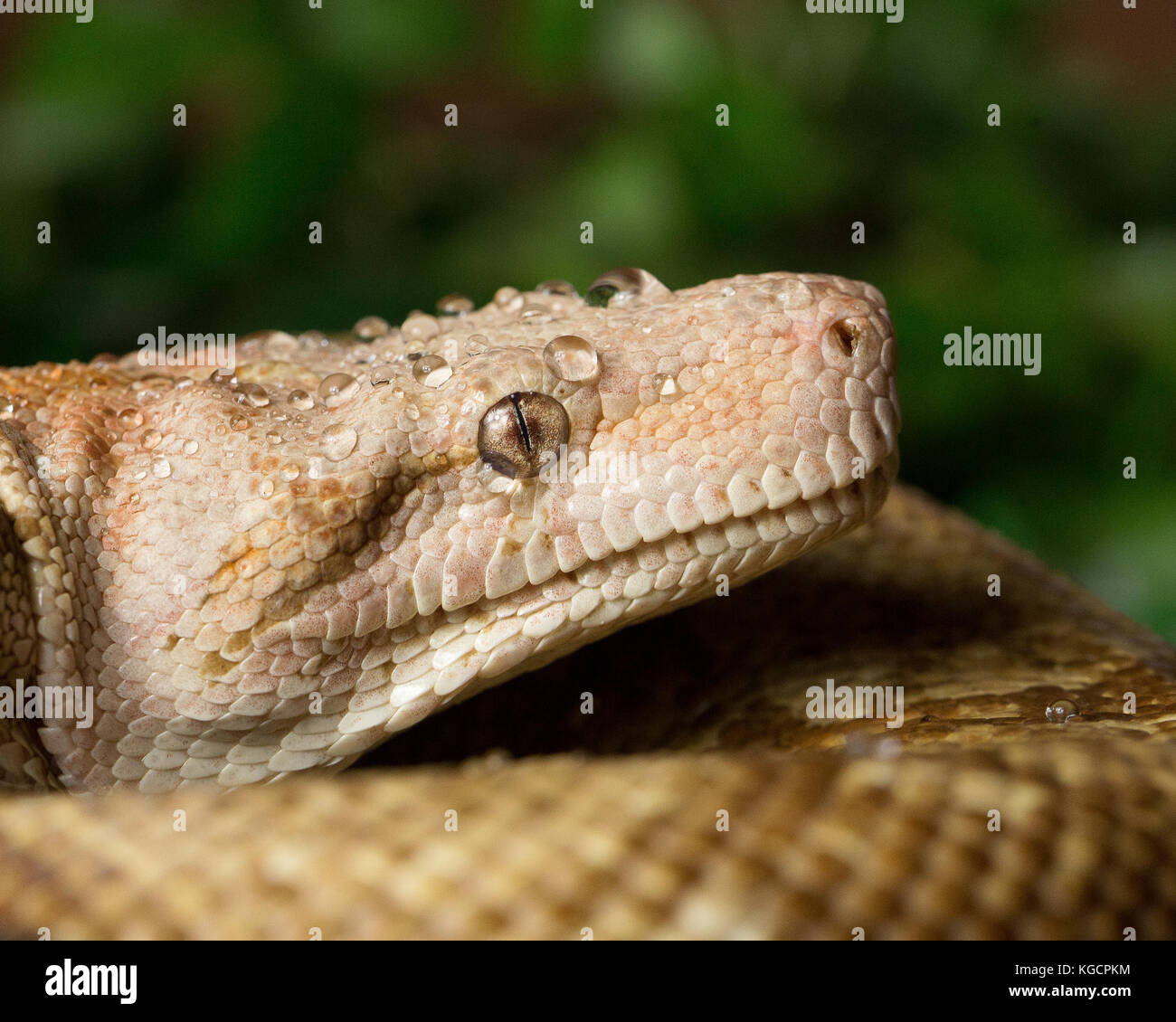 Captive boa constrictor Stock Photo