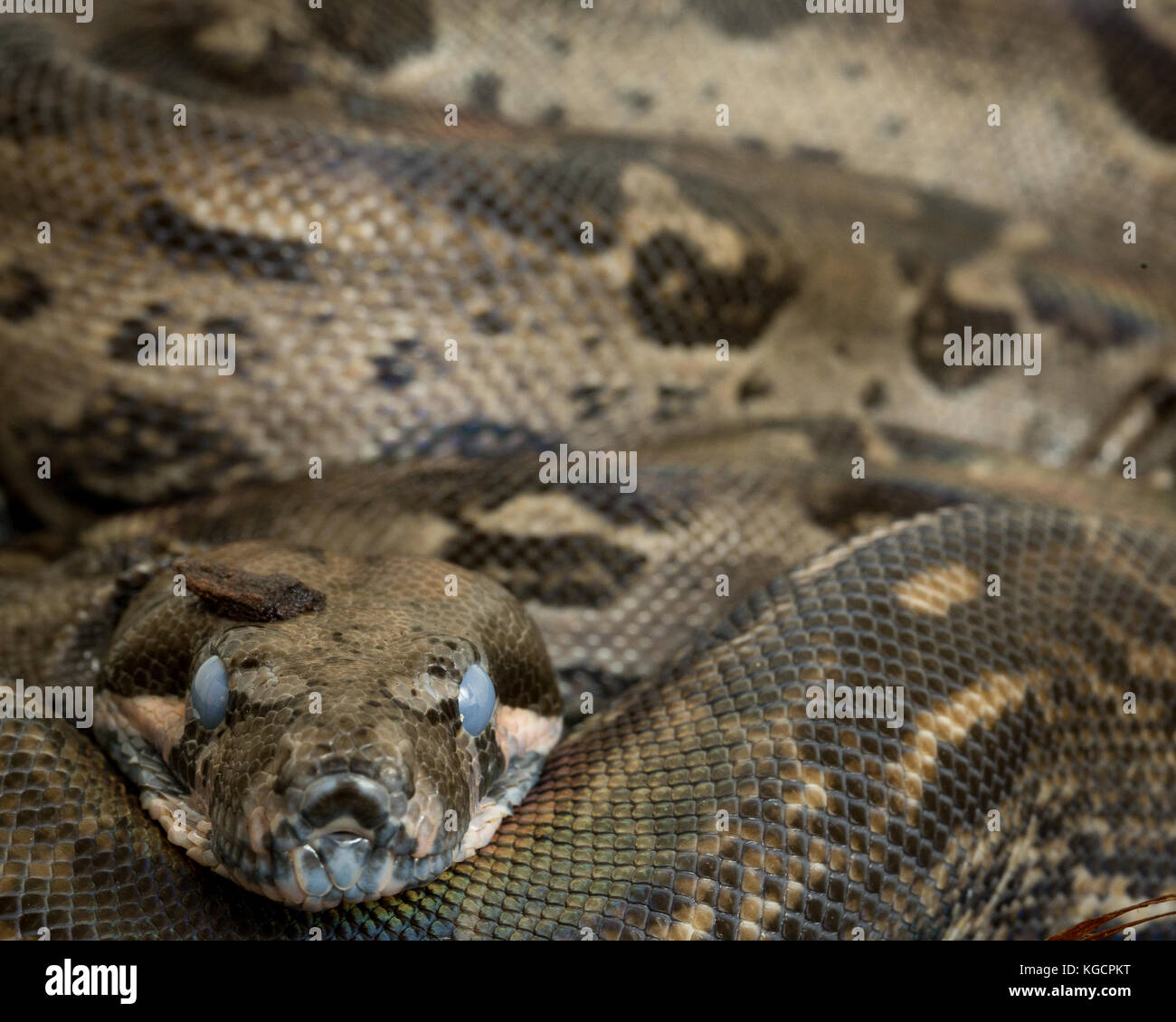 Captive boa constrictor Stock Photo Alamy