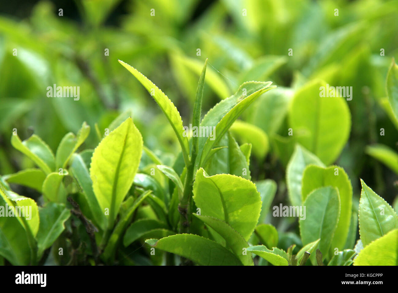 Tender Leaves Stock Photos & Tender Leaves Stock Images Alamy