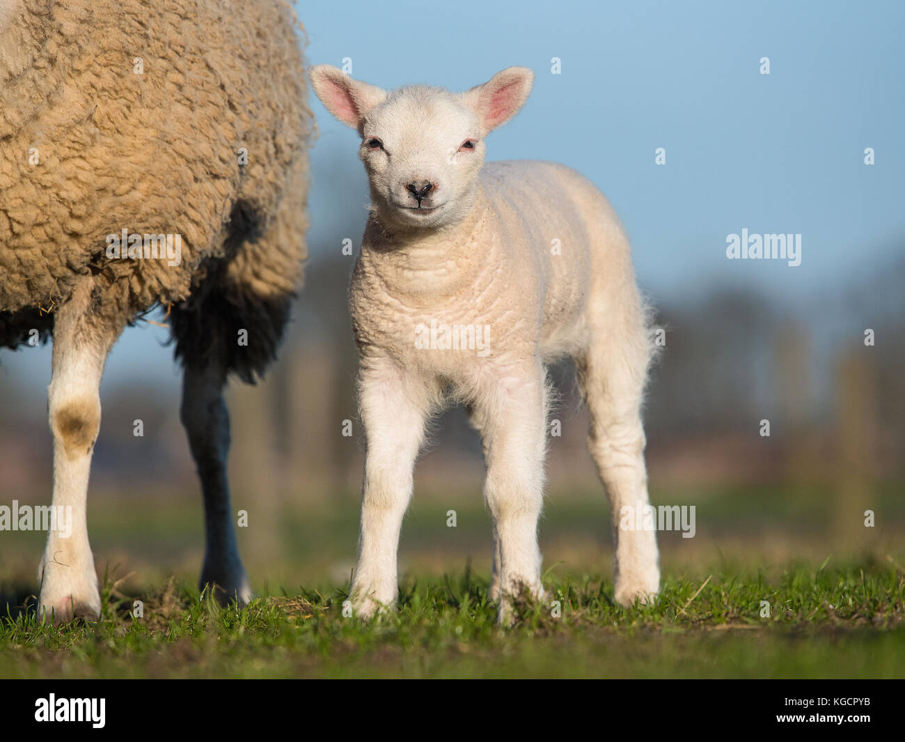 Little white lamb standing next to its mother facing the camera on a ...