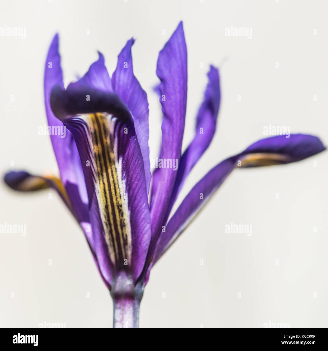 A macro shot of reticulated iris harmony. Stock Photo
