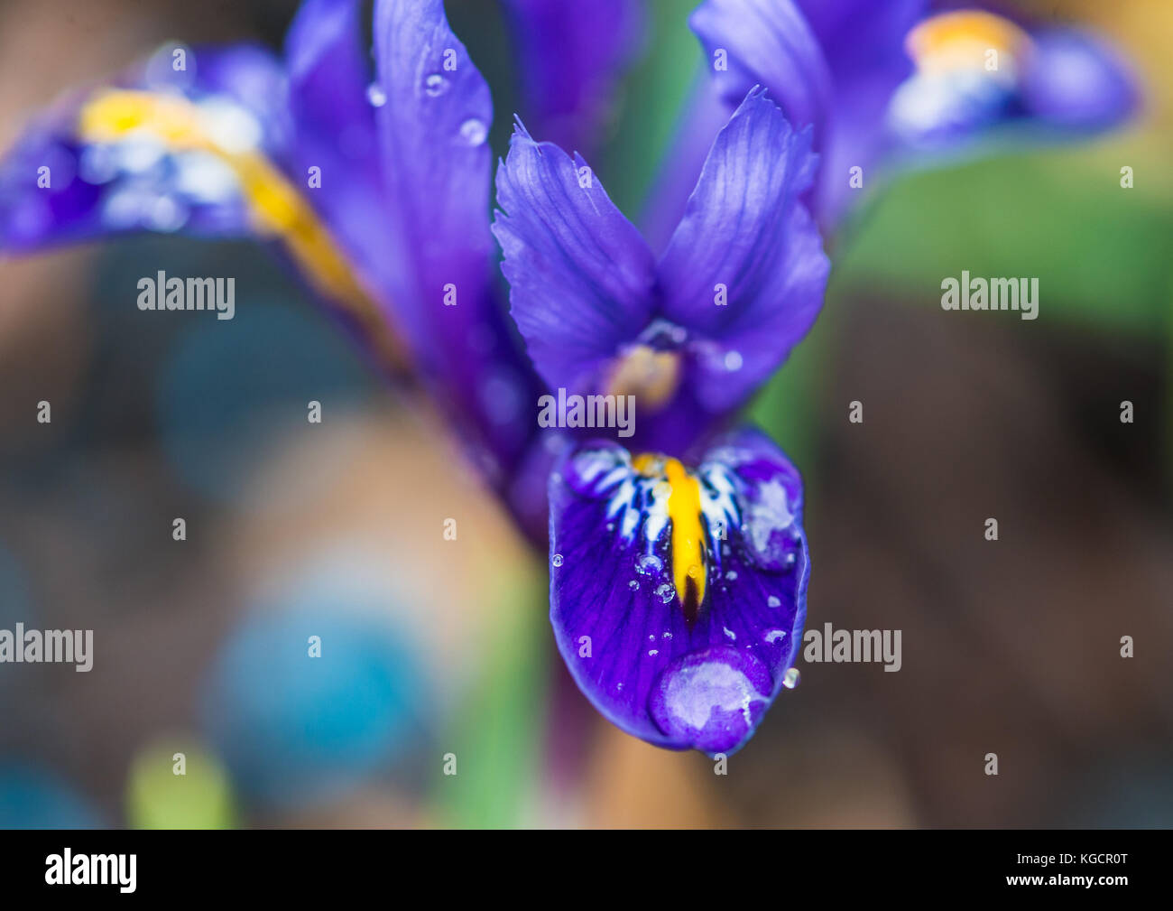 A macro shot of a dark blue reticulated iris harmony. Stock Photo