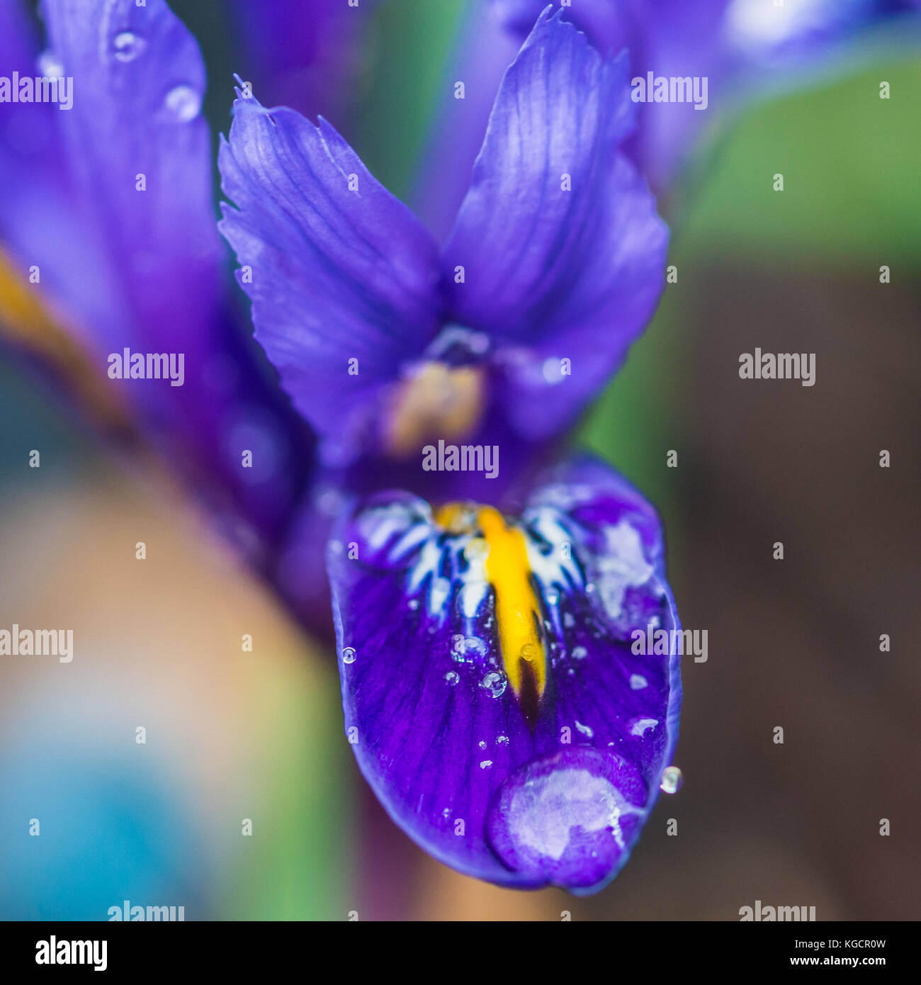 A macro shot of a dark blue reticulated iris harmony. Stock Photo