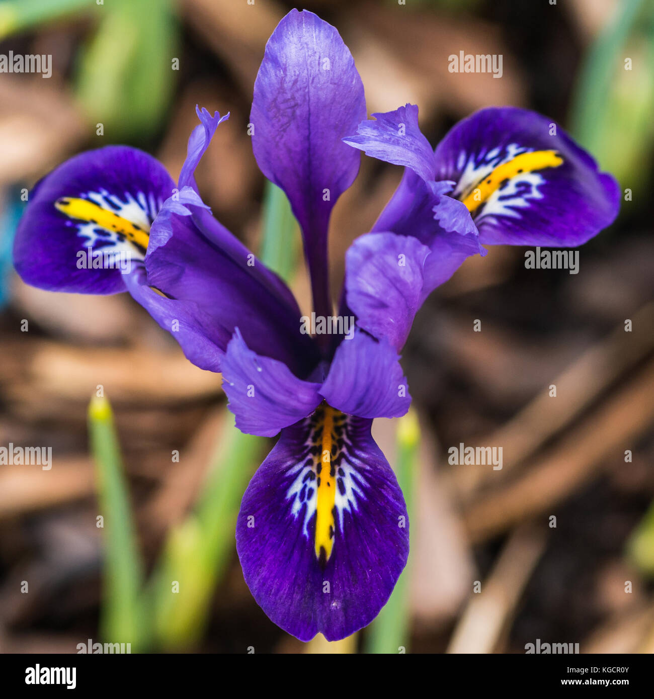 A macro shot of a reticulated iris harmony bloom. Stock Photo
