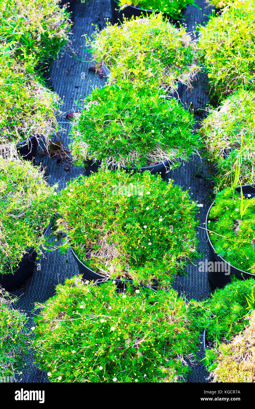 Sagina blooming plants in pots for sale. Irish moss in flowerpots top view Stock Photo