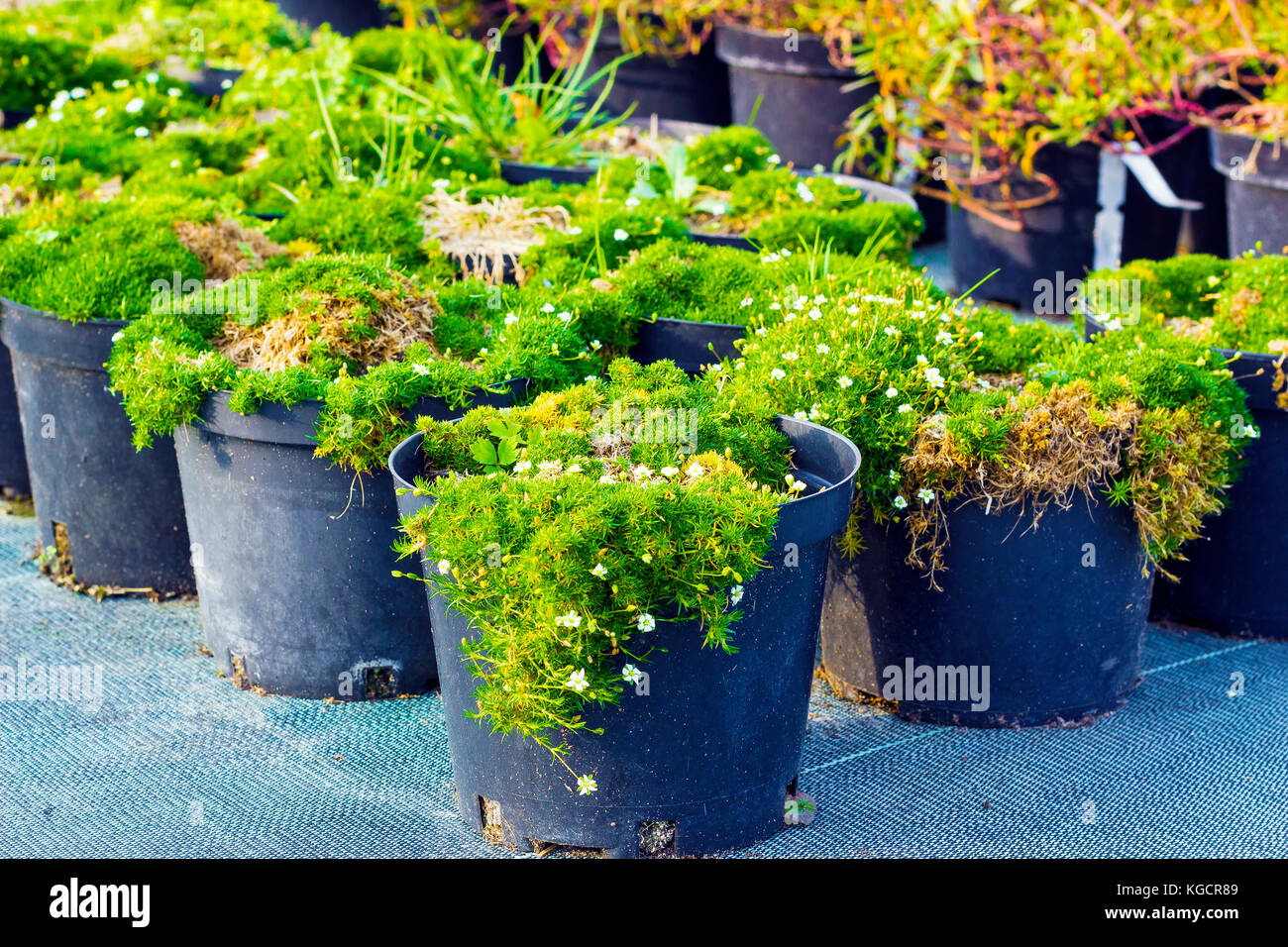 Sagina blooming plants in pots for sale. Irish moss in flowerpots Stock Photo