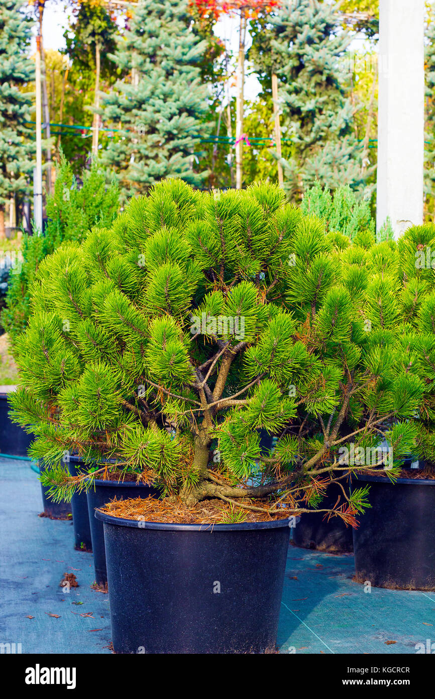 Small pine trees sold in black pots in garden center Stock Photo