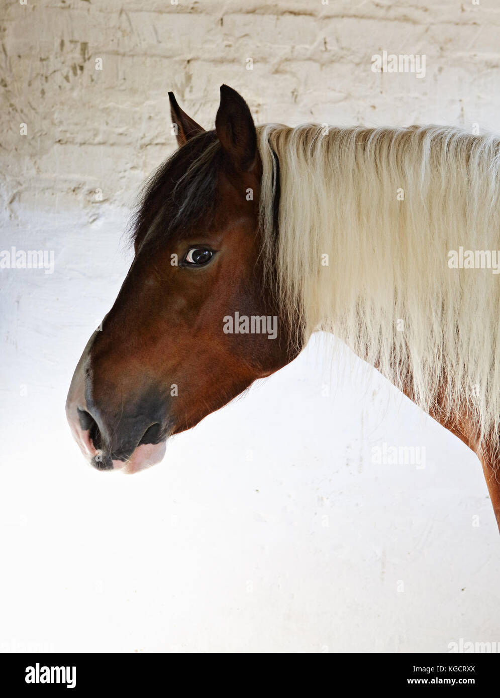 Beautiful pinto gypsy vanner stallion portrait in nature Stock Photo