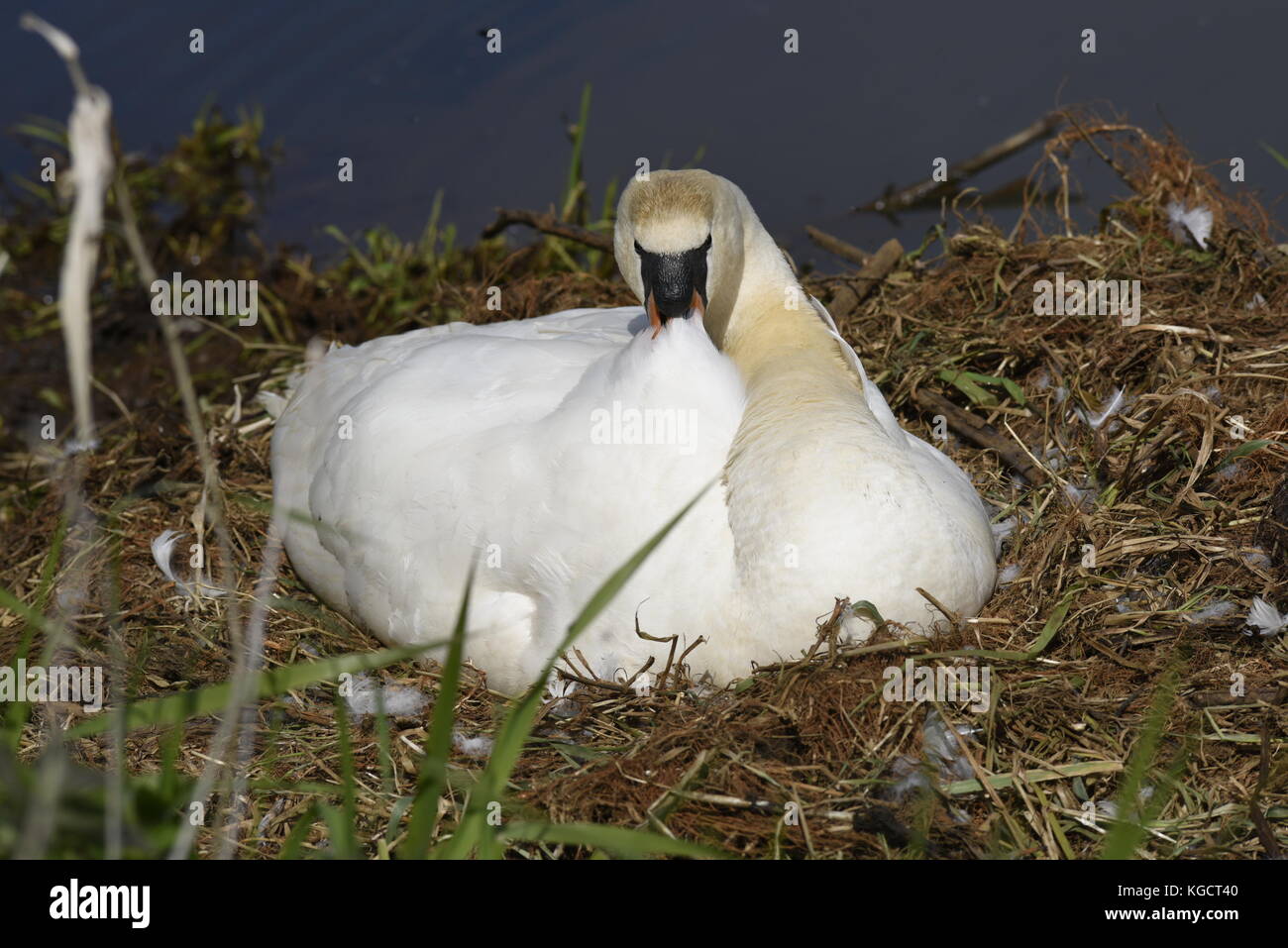 Swan on nest on the Gaywood River, King’s Lynn. Stock Photo