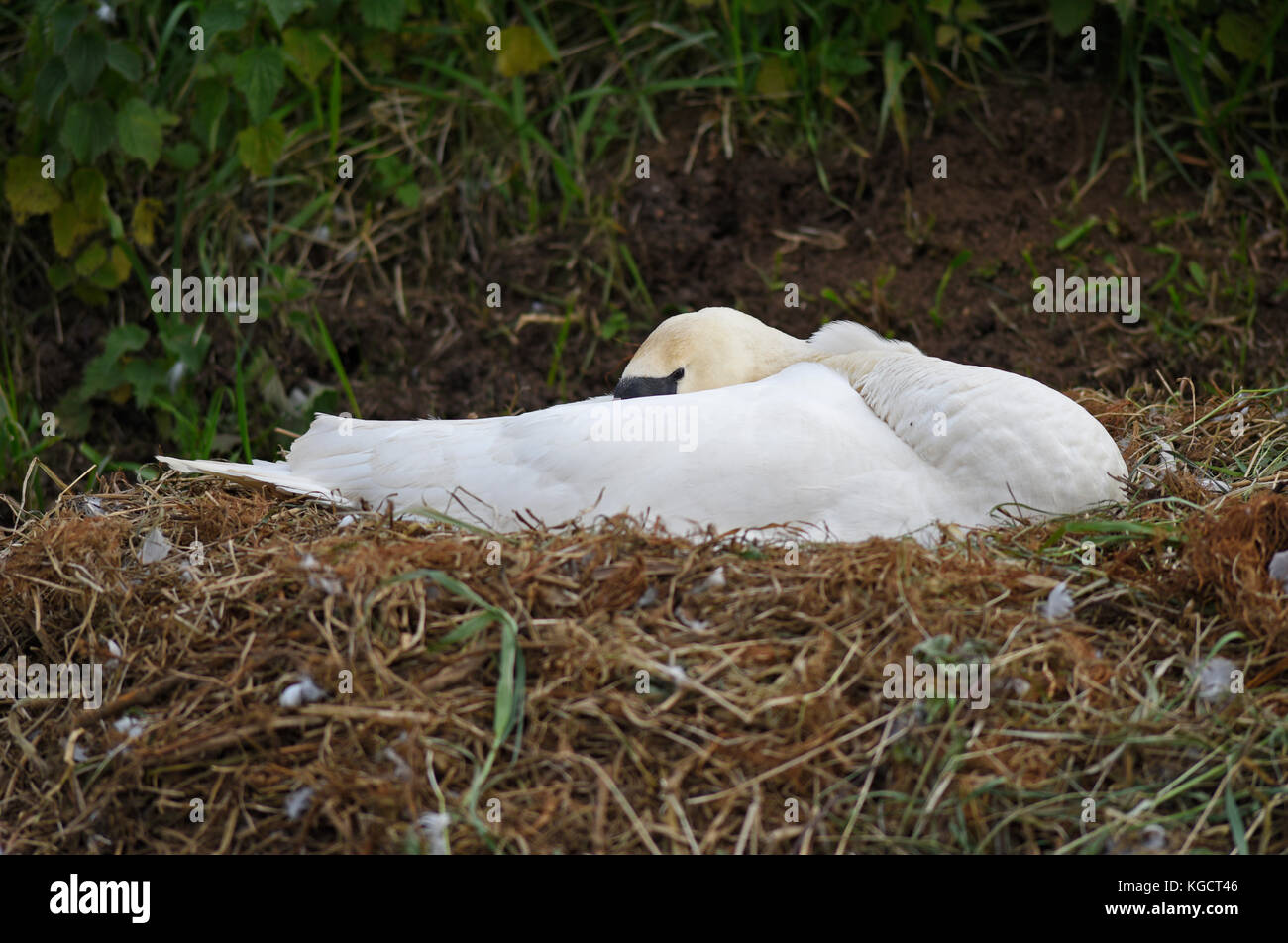 Swan on nest on the Gaywood River, King’s Lynn. Stock Photo