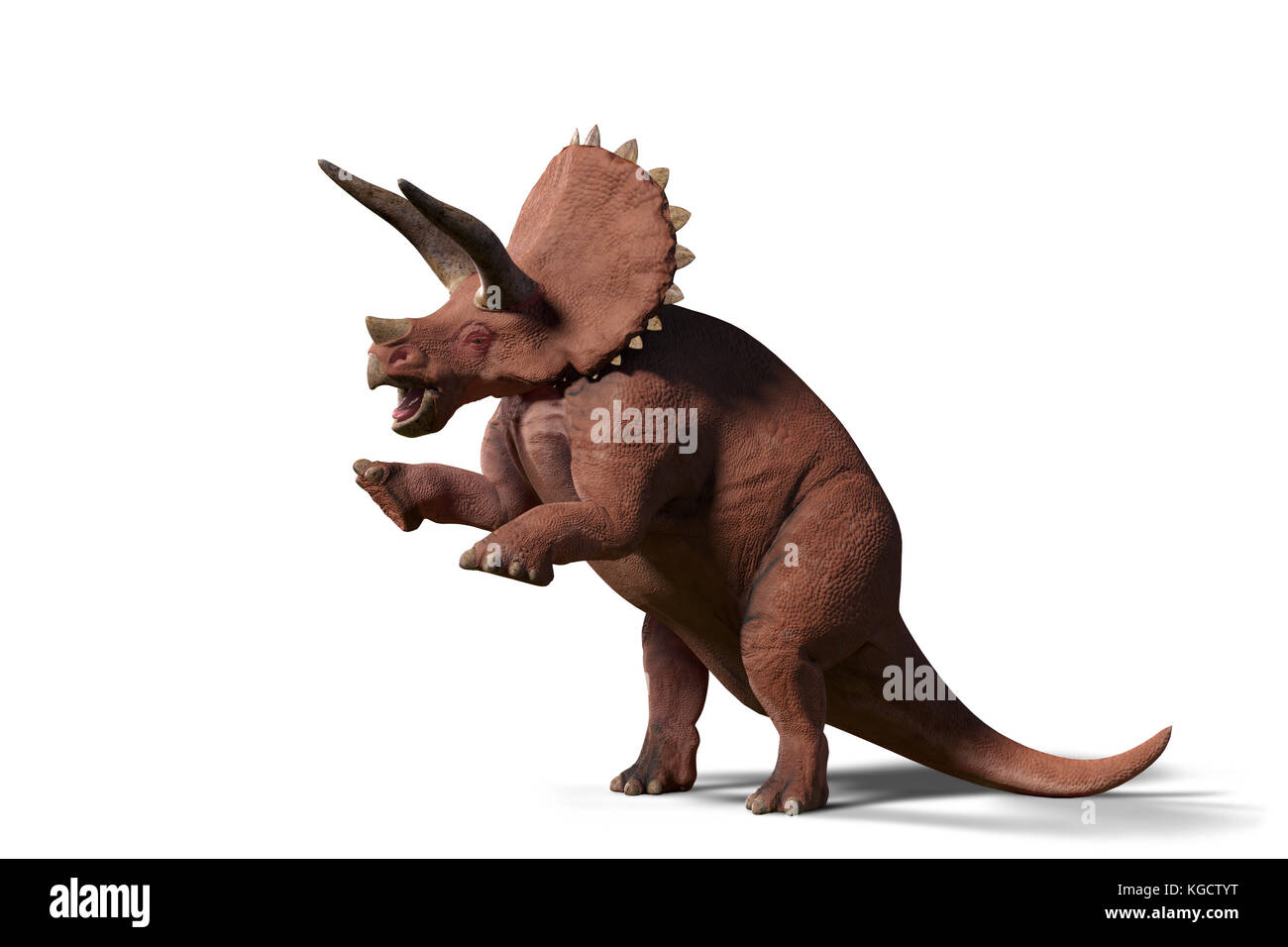 Triceratops horridus, Triceratops dinosaur of the late Cretaceous period in action (3d render isolated on white background) Stock Photo