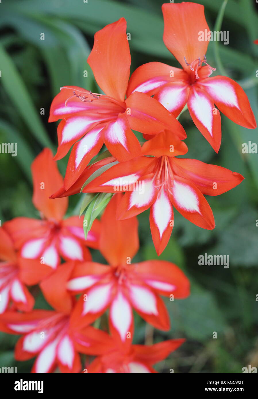 Waterfall gladioli hires stock photography and images Alamy
