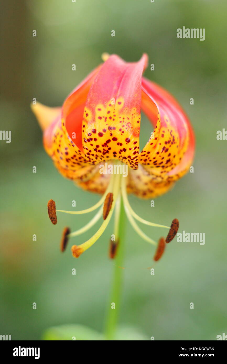 Giant leopard lily (Lilium pardalinum) 'giganteum' variety, sometimes also called 'panther lily', in full bloom in a summer garden border (July), UK Stock Photo