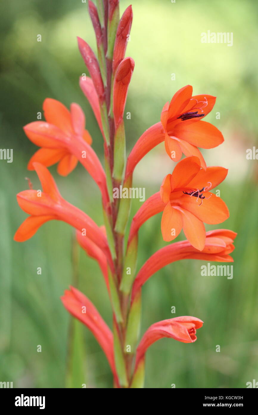 Watsonia pillansii, or Bugle lily, in full bloom in an English garden in summer (July), UK Stock Photo